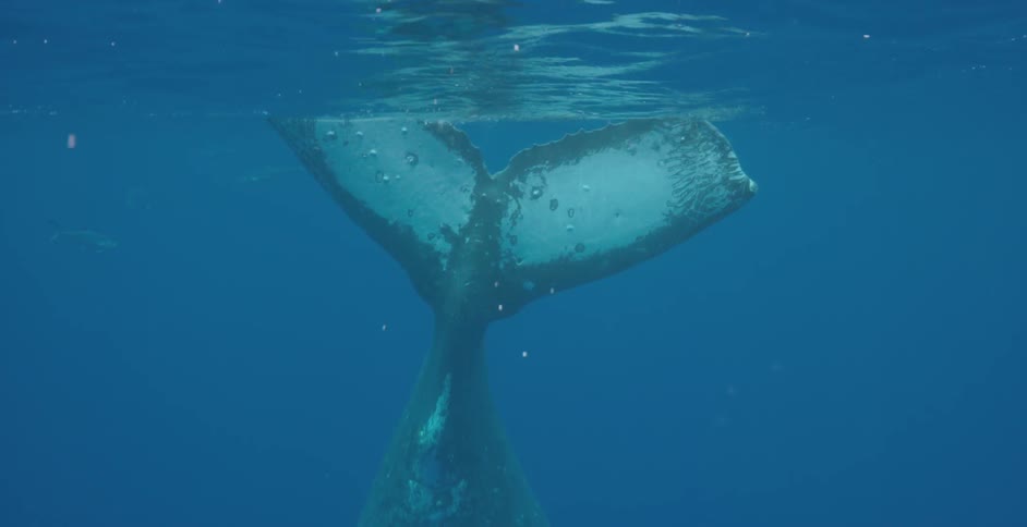 A whale pokes its tail out of the water