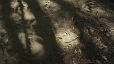Leaves and twigs scatter the ground
