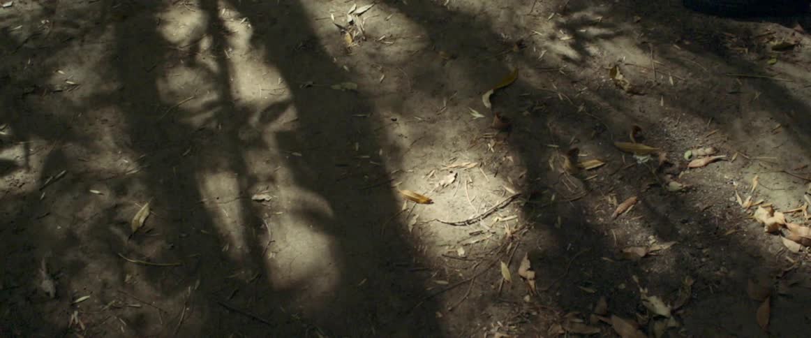 Leaves and twigs scatter the ground