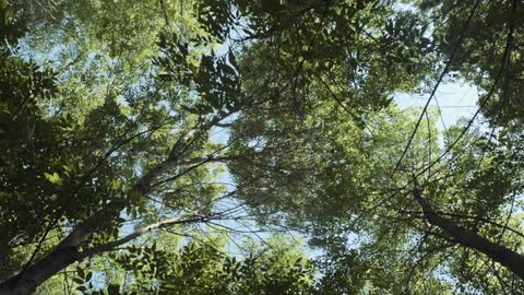 The leaves on these trees blow in the wind