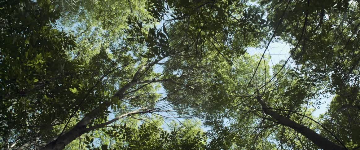 The leaves on these trees blow in the wind