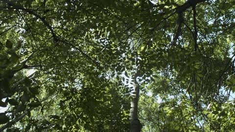 The wind blows through tall trees that tower overhead