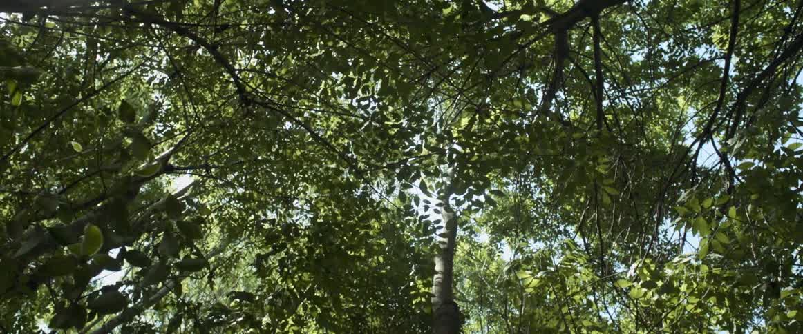 The wind blows through tall trees that tower overhead