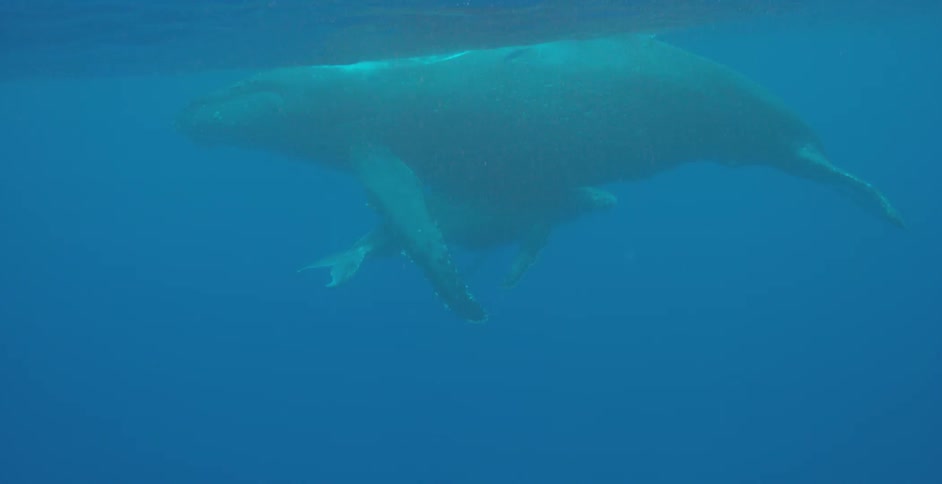 Two whales floating close to the surface of the water