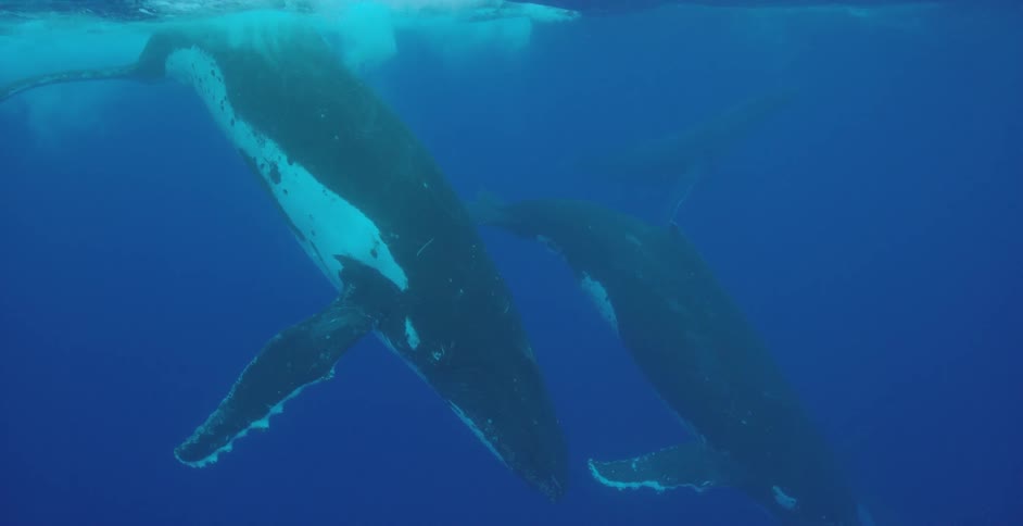Whales