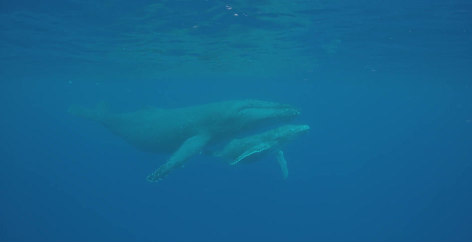Two large whales swim underwater