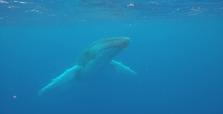 A whale swims in the ocean