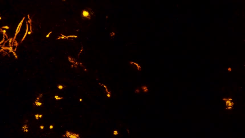 Glowing orange lights move like an organic fire in the darkness leaving trails of illuminated light behind