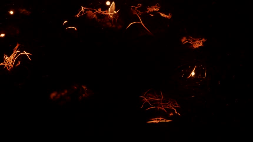 Glowing orange lights move like an organic fire in the darkness leaving trails of illuminated light behind