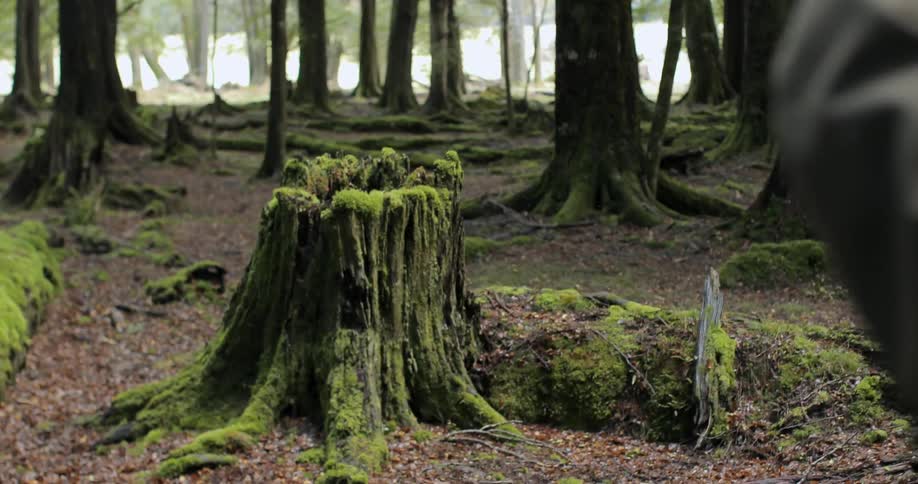A woman sets up a camera in front of a forest
