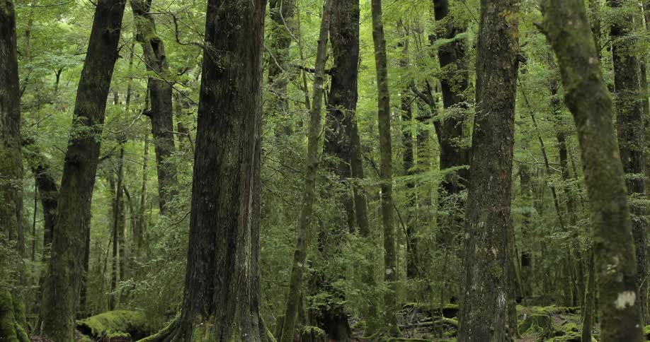 Moss covered trees in a dense forest