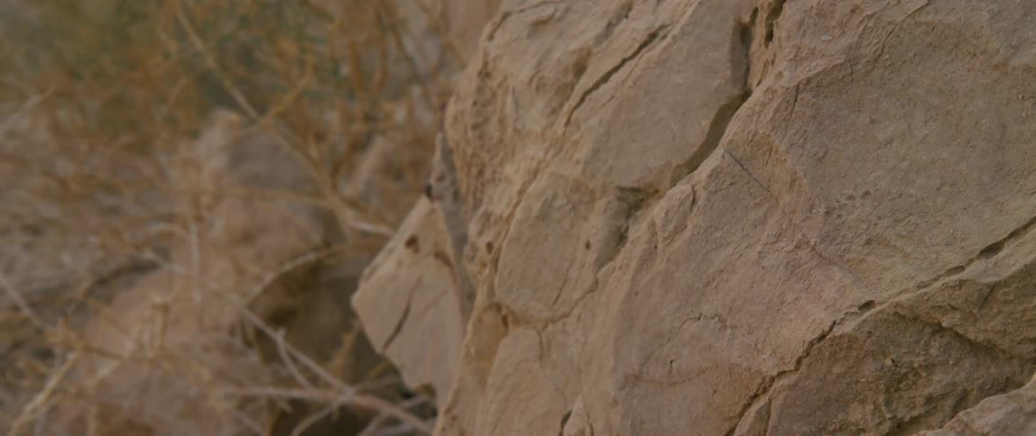 A few stems of plants sprout near a jagged rock formation