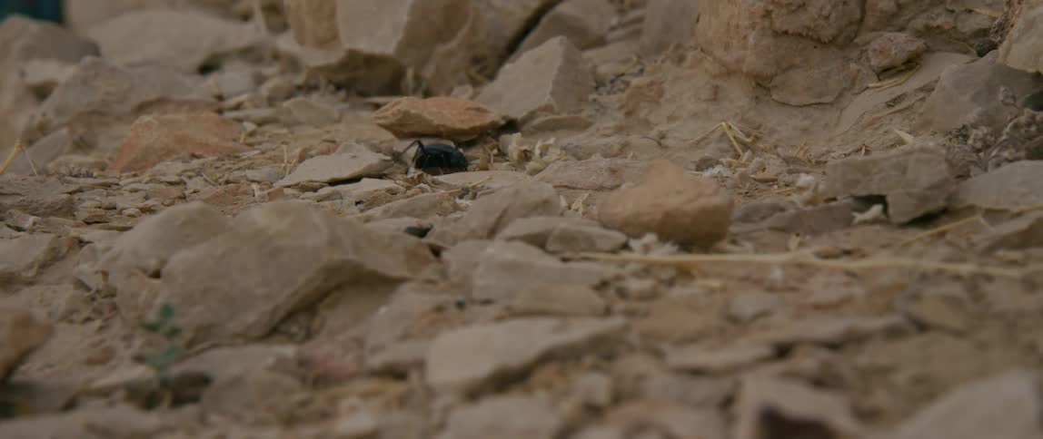 Close up of a black insect crawling over the rocks in the desert at daytime
