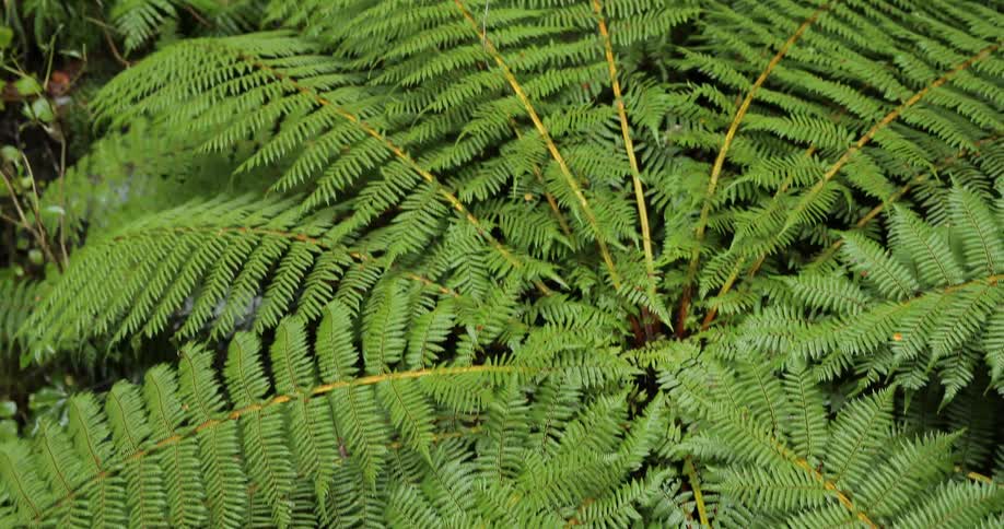 A fern in the forest