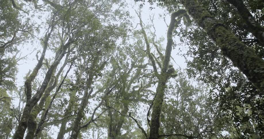 Tall trees in a forest on a sunny day