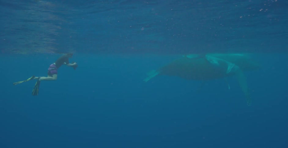 A man is swimming in the water taking a picture of a whale