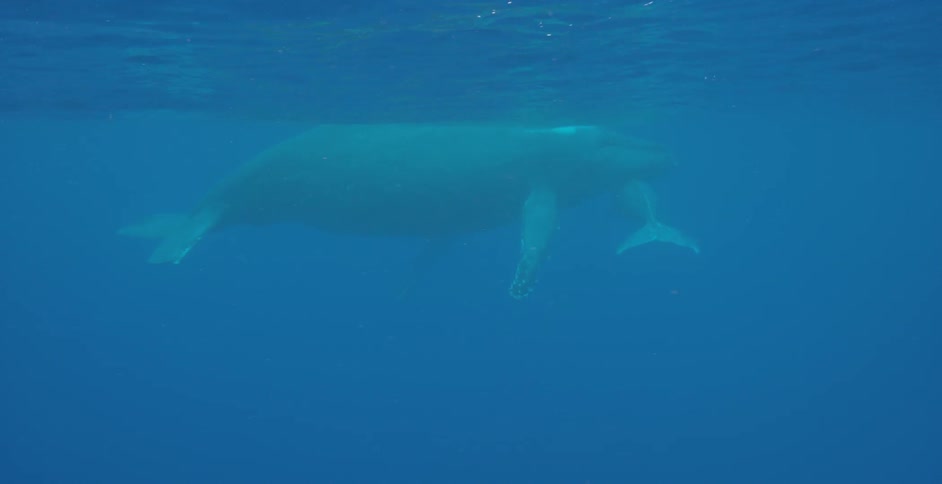 A whale is swimming in the blue water