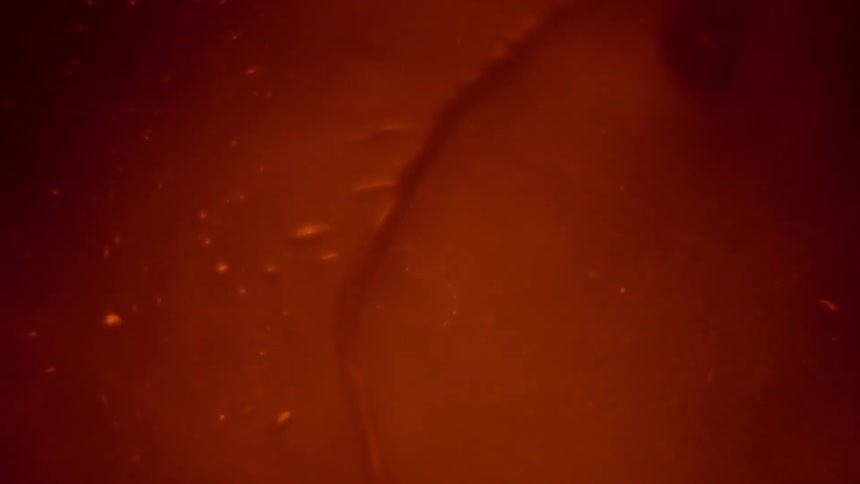A small blob of liquid swirls around and moves through a fluid environment