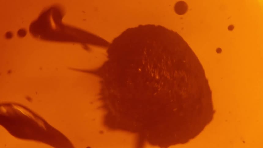 Large mass morphs as smaller spheres float around it in orange fluid