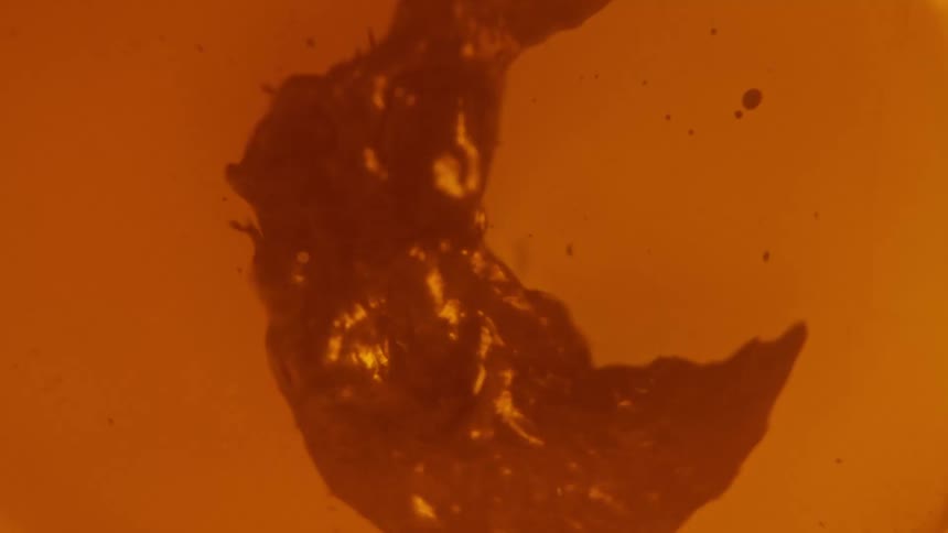A thick red organic substance curls as it moves and splashes and splatters in a pulsating manner
