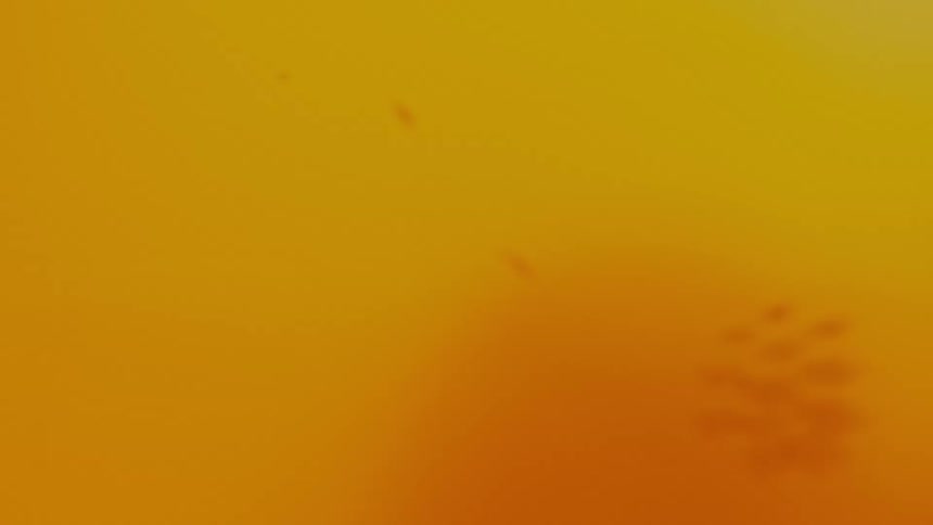 A small group of orange long oval shapes move in unison across a yellow and orange area