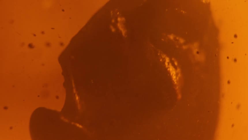 A thick gel like sludge floats in water