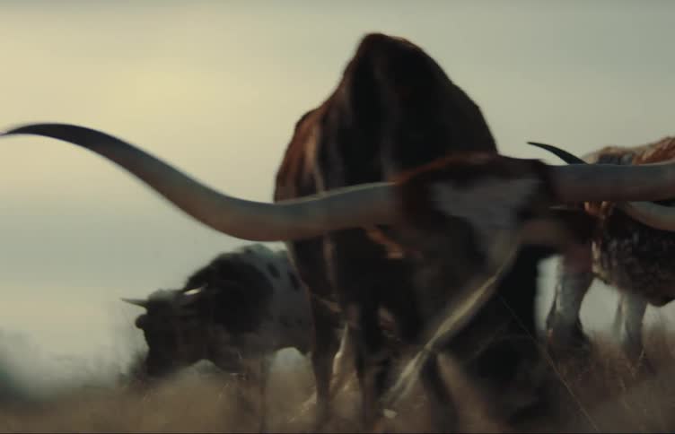 Longhorn cattle graze in a field