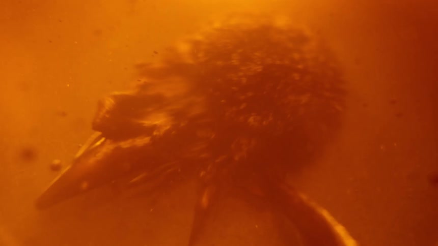 Rough textured mass morphs as it flows back and forth in orange fluid