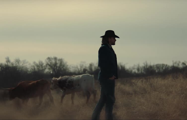 A cowboy walks slowly next to two cows