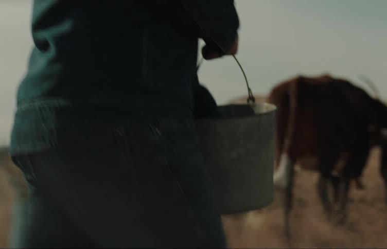 Man reaches into pail while walking behind cattle in field