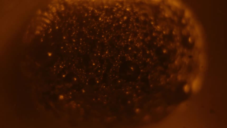 The surface of a gel like substance bubbles up
