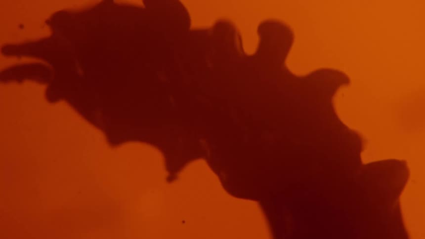 Dark mass in translucent orange liquid throbs and pulses before forming spherical shape