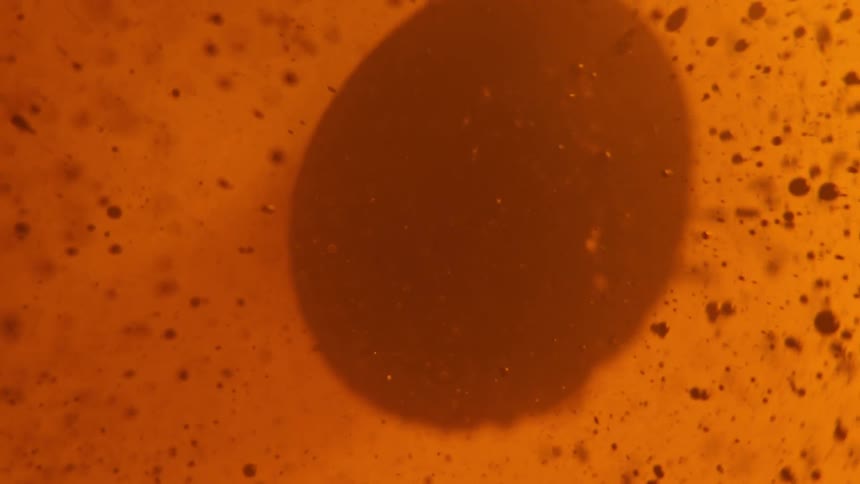 An abstract view of an oval in clear red fluid with red particles floating around