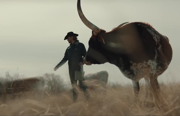 A large bull standing in a pasture as a man throws food to other cows from a bucket in hsi hand