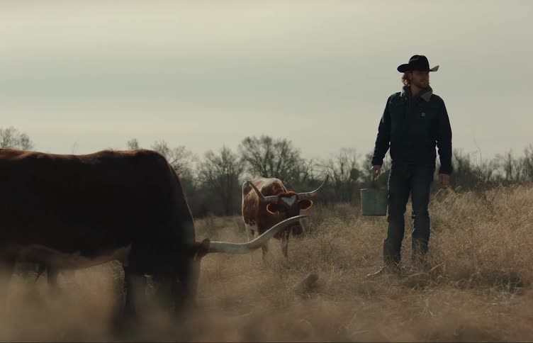 A cowboy throws food at one of two oxen grazing near him