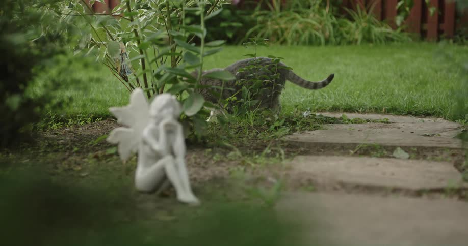 A domesticated cat very slowly walks around a grassy backyard