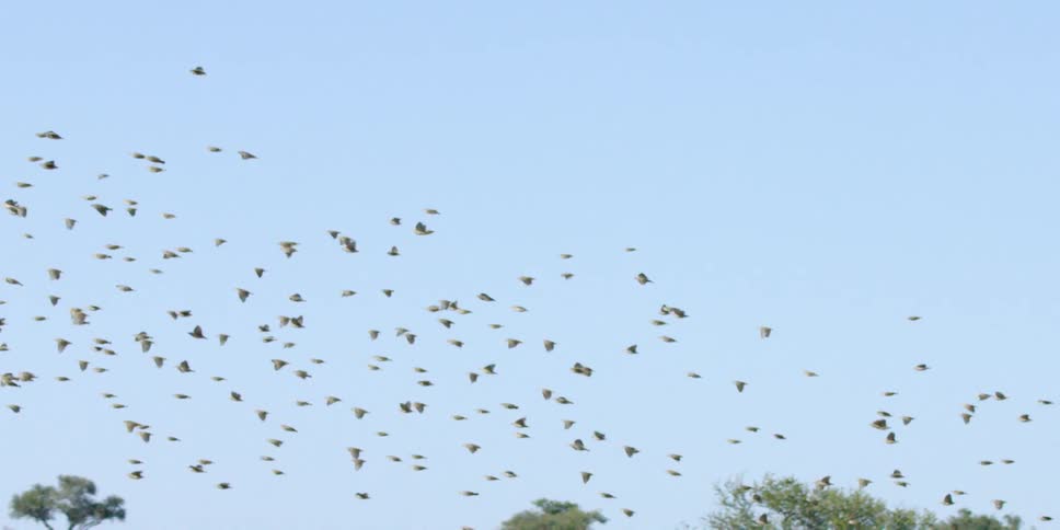 Large flock of birds flying together on a clear day