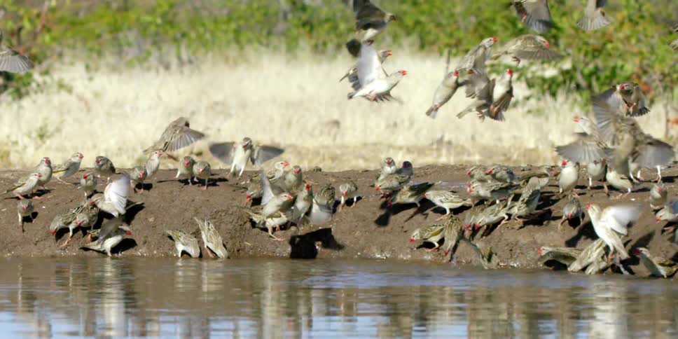 Birds are flocked together around a watering hole