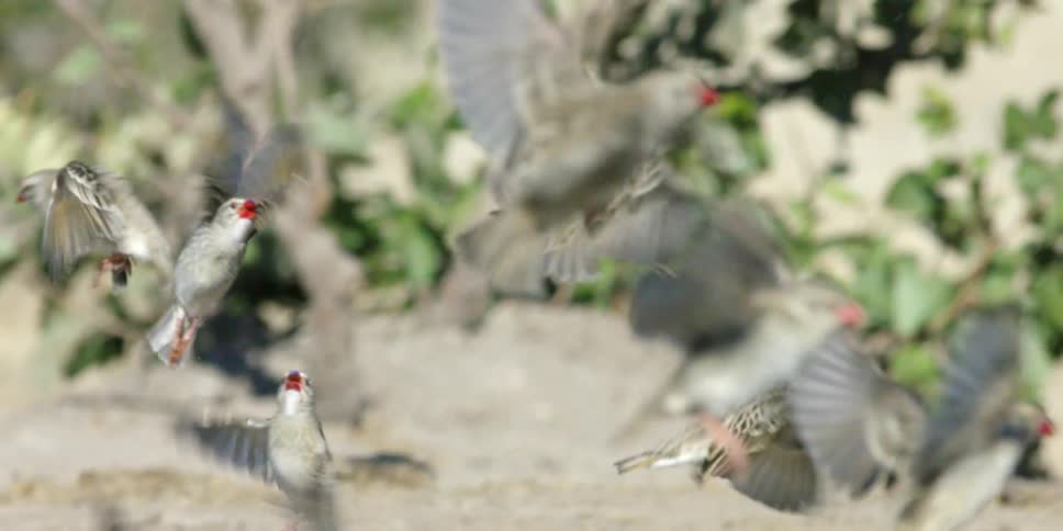 A flock of birds flying away