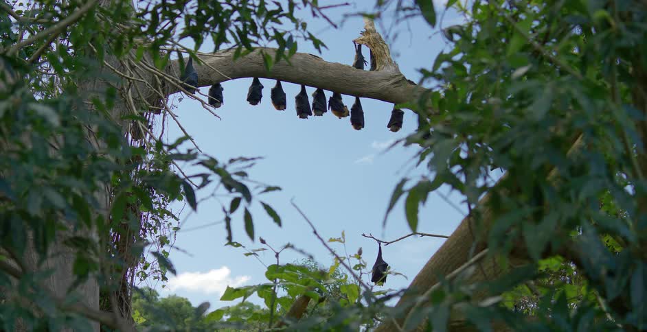 Bats hang side by side from a tree
