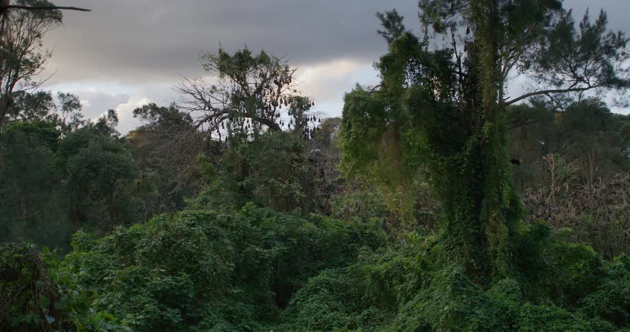 The view is of the forest area that is in the middle of the day