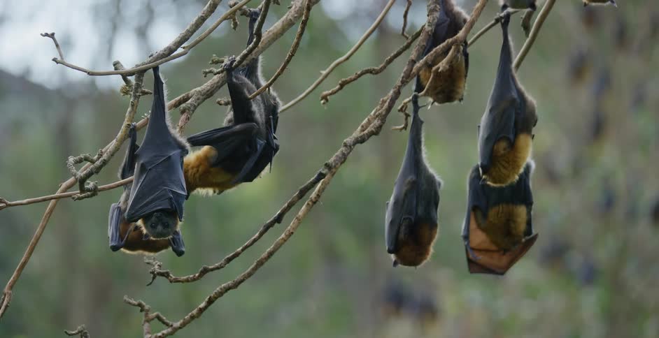 A group of bats are hanging upside down from the branches of a tree while grooming themselves