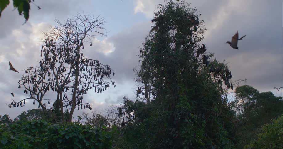 A colony of bats are flying around trees in the woods and many are hanging upside down on tree branches