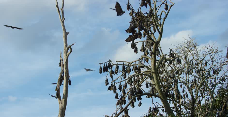 Large birds flock to the top of tall trees