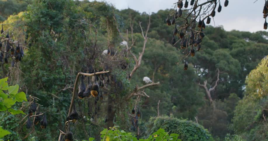 A colony of bats are hanging upside down on tree branches overlooking the woods