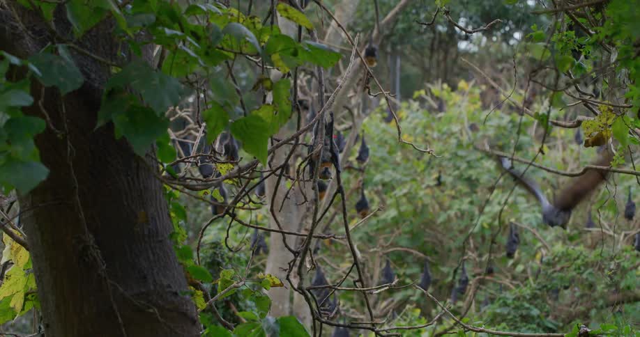 A bat hanging from a tree in a forest with other bats spreads its wings and flies out of frame
