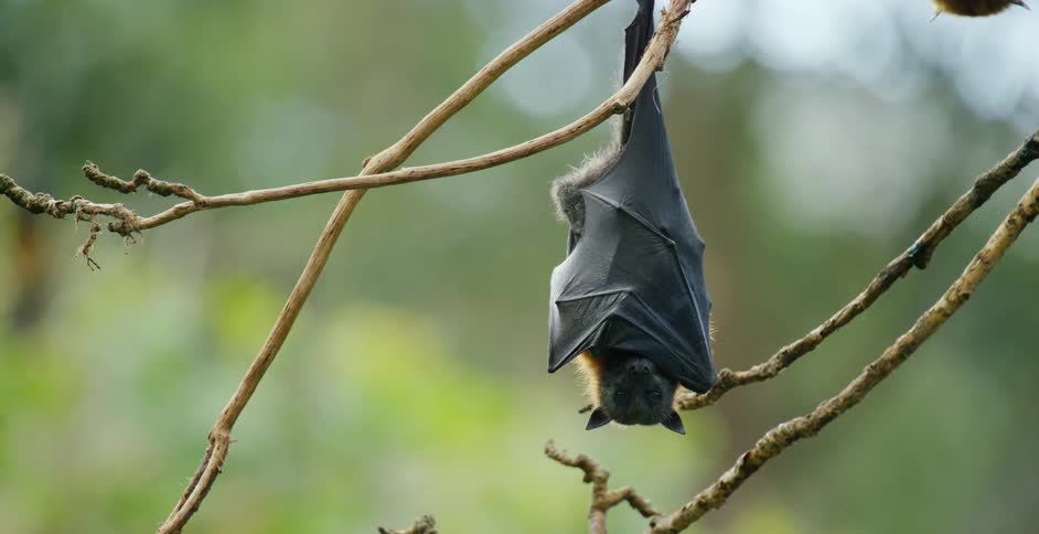 A lone fruit bat hangs upsidedown from a branch outside while sleeping