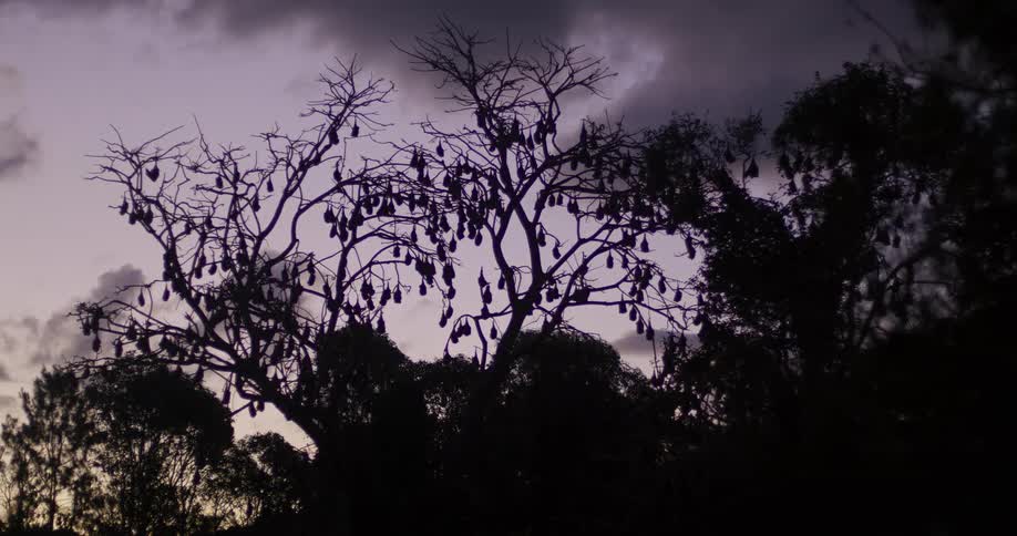 The view is of the forest area around the day time