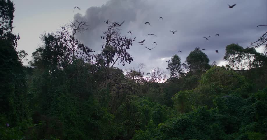 A large colony of bats are flying over the woods and hanging upside down on tree branches