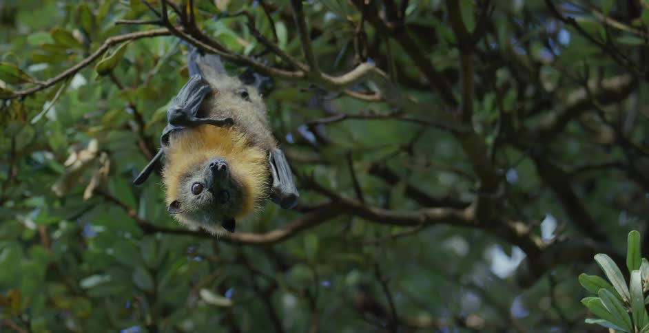The bat is hanging from the tree